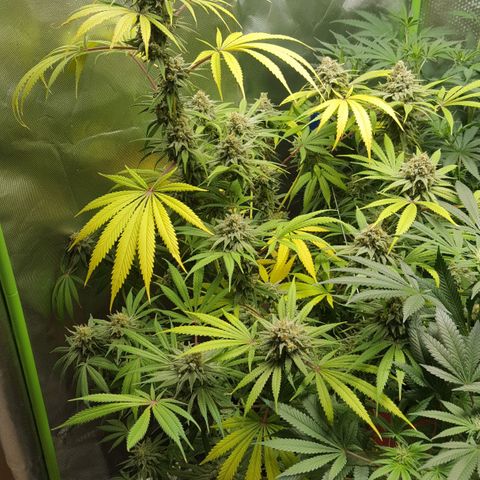 SB1-00 growlog timeline photo