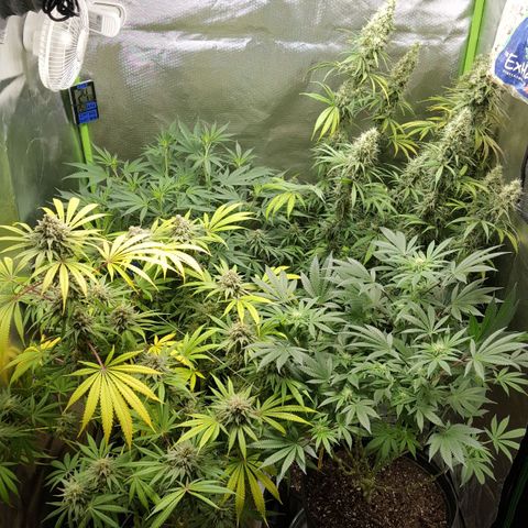 HP-00 growlog timeline photo