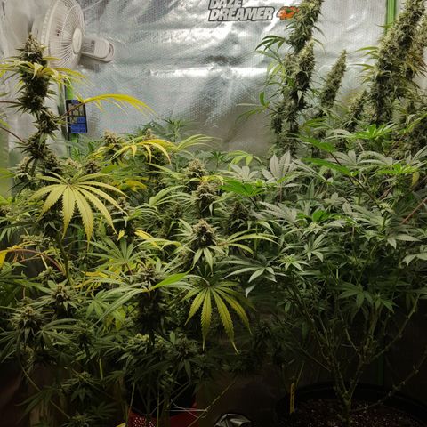 HP-00 growlog timeline photo