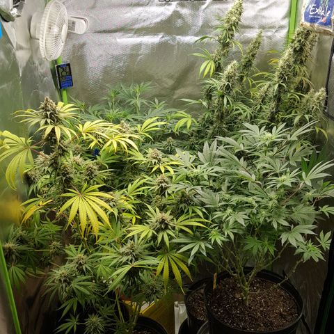 HP-00 growlog timeline photo