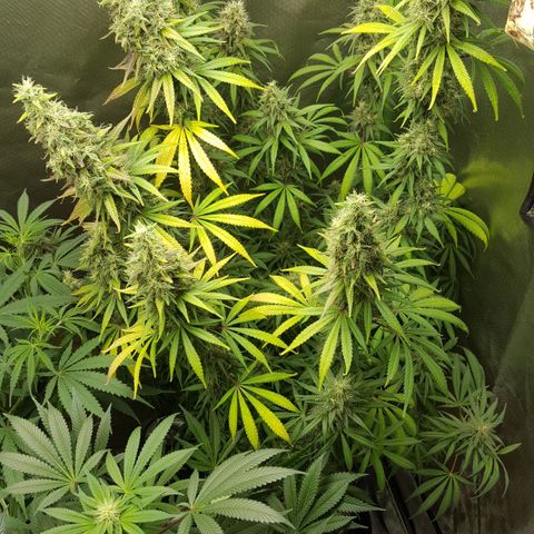 HP-00 growlog timeline photo