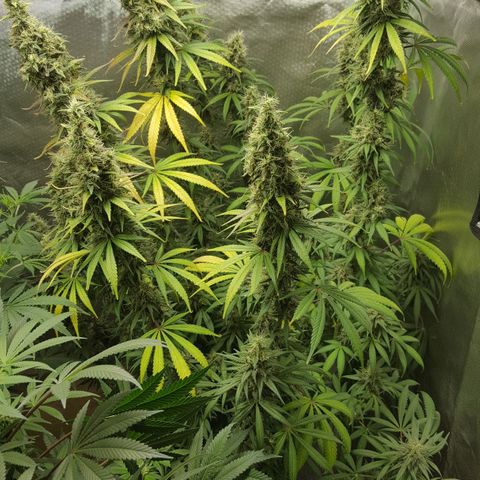 HP-00 growlog timeline photo