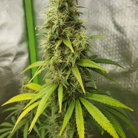 HP-00 growlog timeline photo