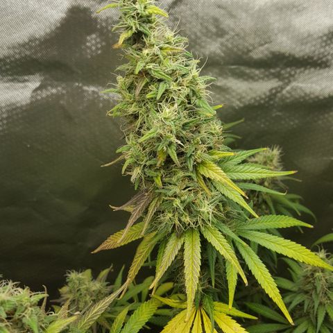 HP-00 growlog timeline photo