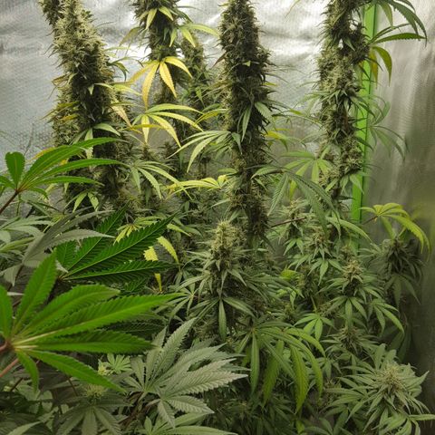 HP-00 growlog timeline photo