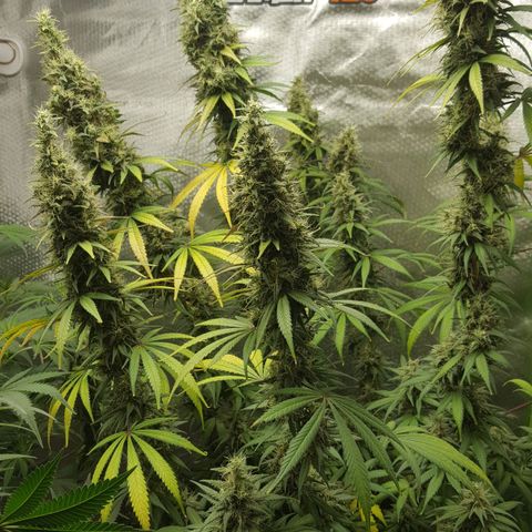 HP-00 growlog timeline photo