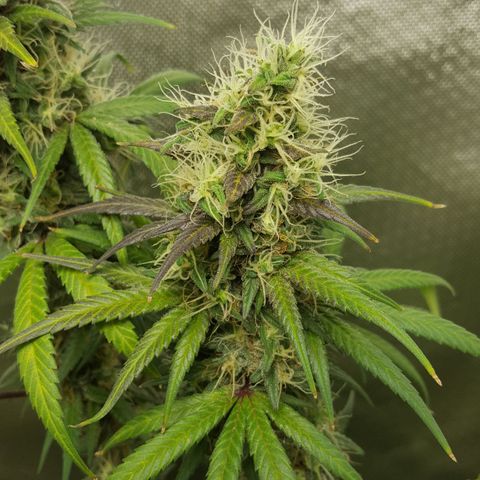 HP-00 growlog timeline photo