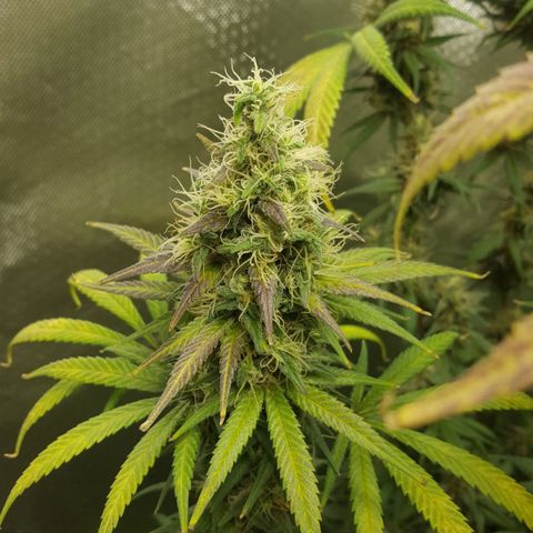 HP-00 growlog timeline photo