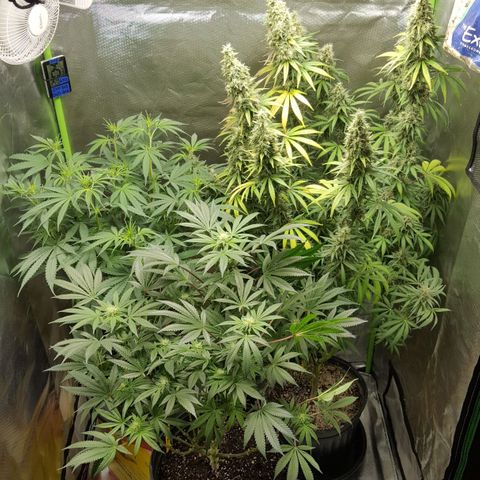 HP-00 growlog timeline photo