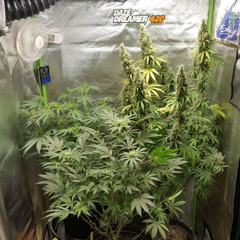 HP-00 growlog timeline photo