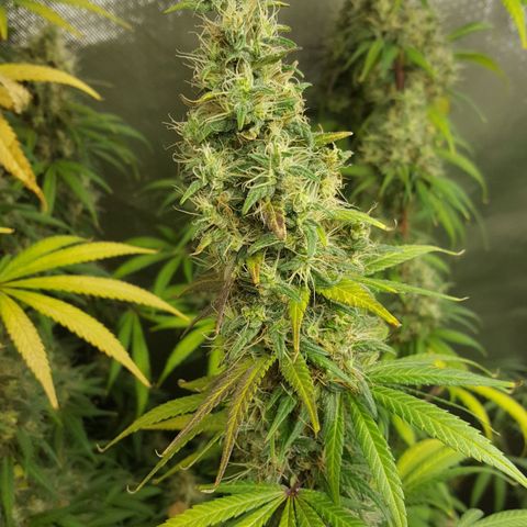 HP-00 growlog timeline photo