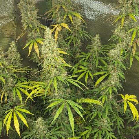 HP-00 growlog timeline photo