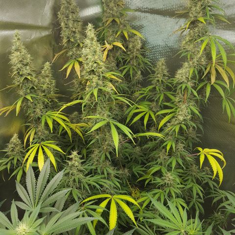 HP-00 growlog timeline photo