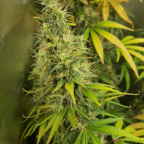 HP-00 growlog timeline photo