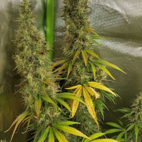 HP-00 growlog timeline photo