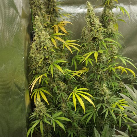 HP-00 growlog timeline photo