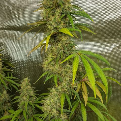 HP-00 growlog timeline photo
