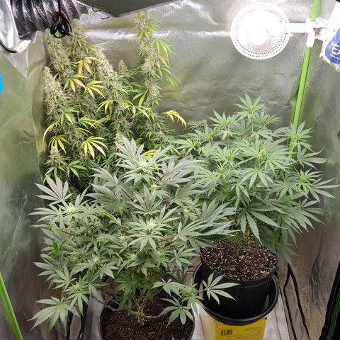 HP-00 growlog timeline photo