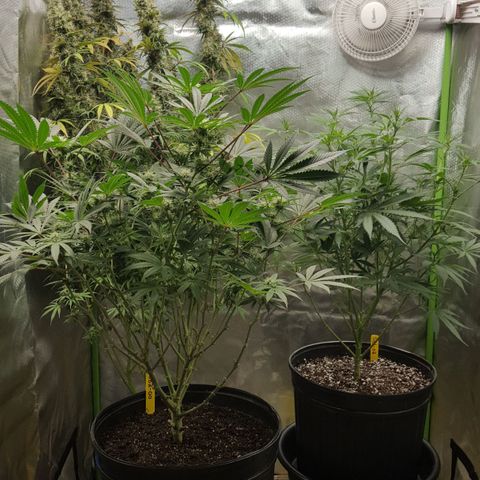 HP-00 growlog timeline photo