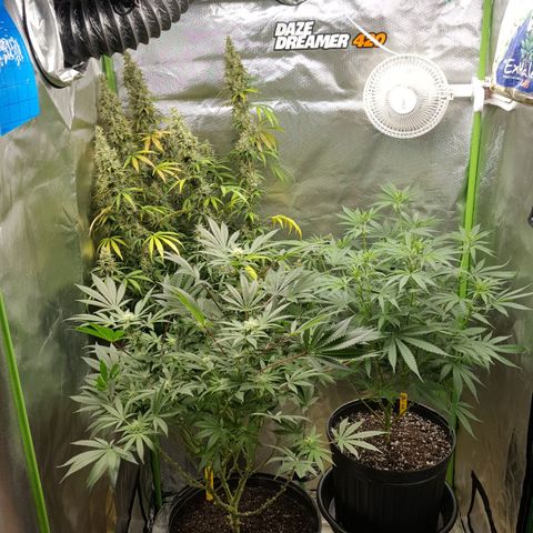 HP-00 growlog timeline photo