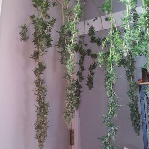 HP-00 growlog timeline photo