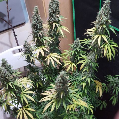 HP-00 growlog timeline photo