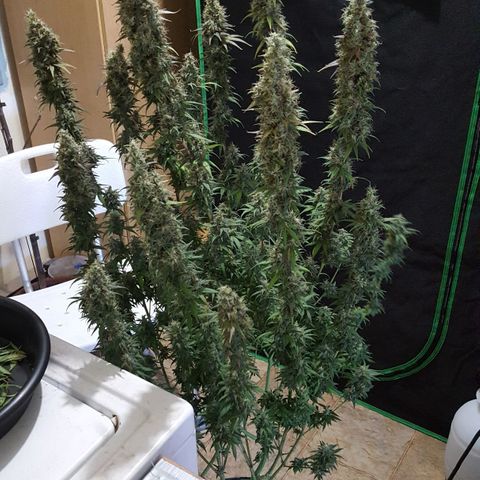 HP-00 growlog timeline photo