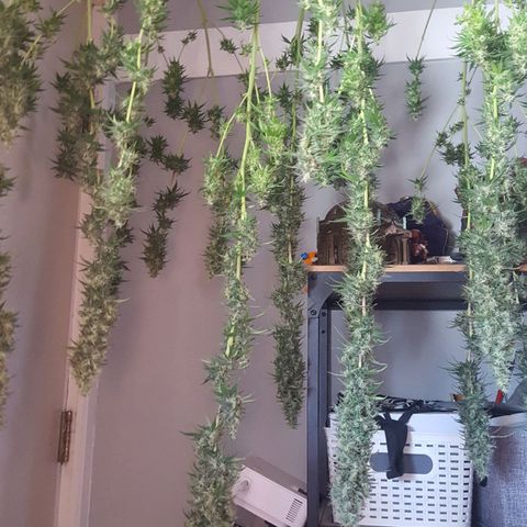 HP-00 growlog timeline photo