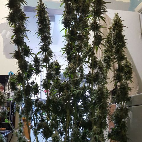 HP-00 growlog timeline photo