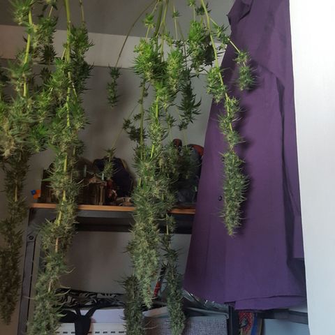 HP-00 growlog timeline photo