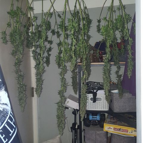 HP-00 growlog timeline photo