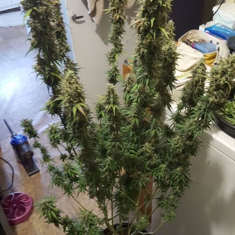 HP-00 growlog timeline photo