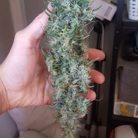 HP-00 growlog timeline photo