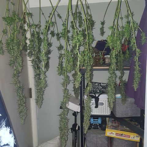 HP-00 growlog timeline photo