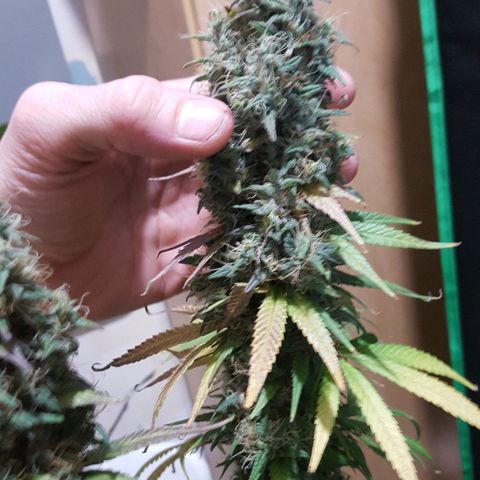 HP-00 growlog timeline photo