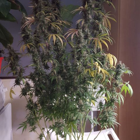 HP-00 growlog timeline photo