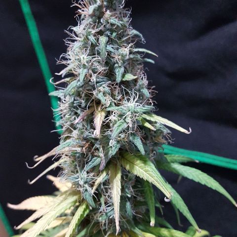 HP-00 growlog timeline photo