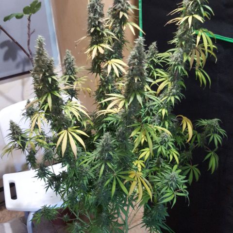 HP-00 growlog timeline photo