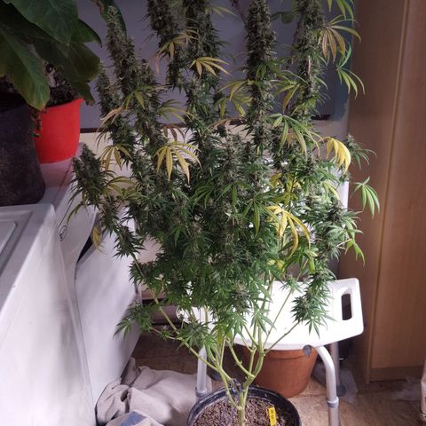 HP-00 growlog timeline photo