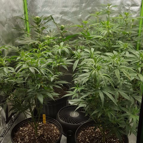 HP-00 growlog timeline photo