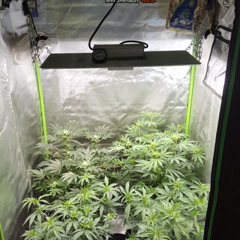 HP-00 growlog timeline photo