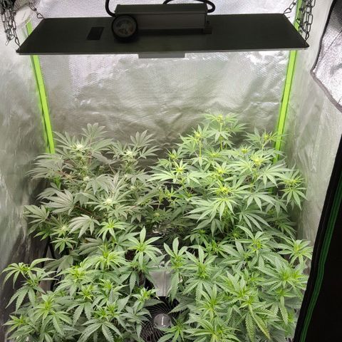 HP-00 growlog timeline photo