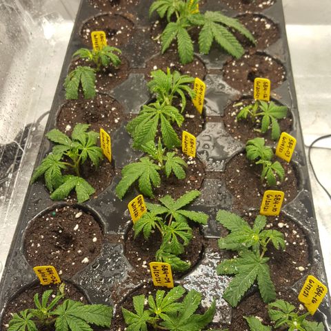 SB3.7 growlog timeline photo