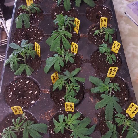 SB3.7 growlog timeline photo