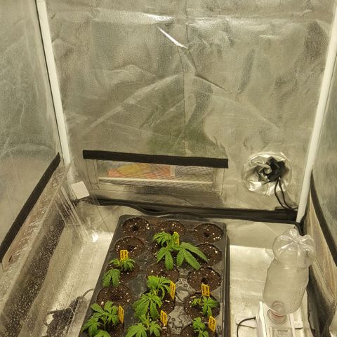 SB3.7 growlog timeline photo