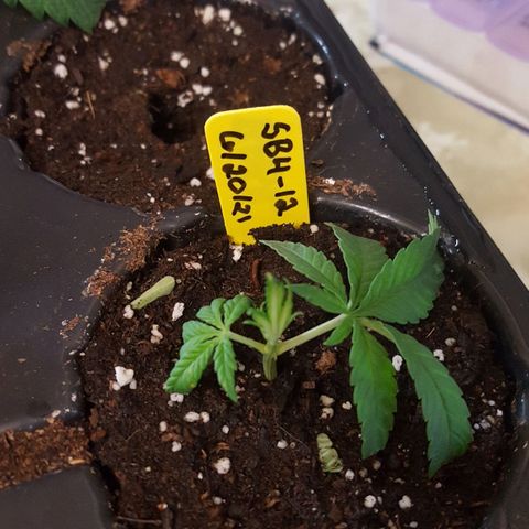 SB3.7 growlog photo: #12