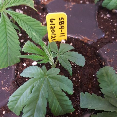 SB3.7 growlog photo: #11