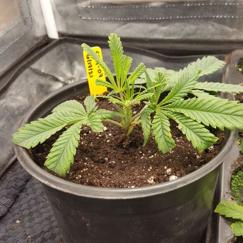 SB3.7 growlog timeline photo