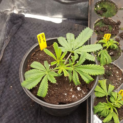SB3.7 growlog timeline photo