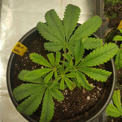 SB3.7 growlog timeline photo